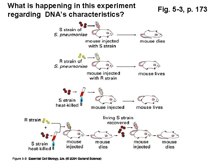 What is happening in this experiment regarding DNA’s characteristics? Fig. 5 -3, p. 173