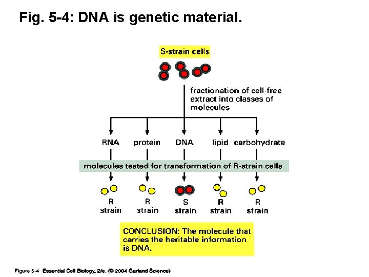 Fig. 5 -4: DNA is genetic material. 