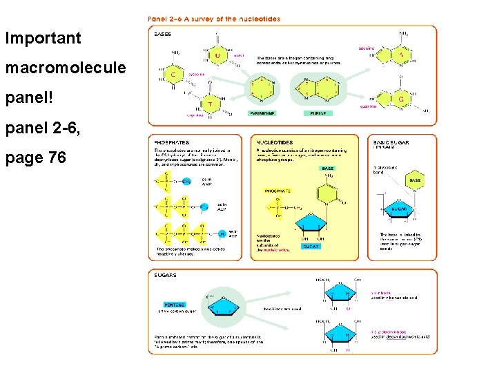 Important macromolecule panel! panel 2 -6, page 76 