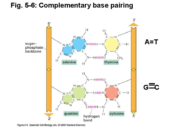 Fig. 5 -6: Complementary base pairing A=T G C 