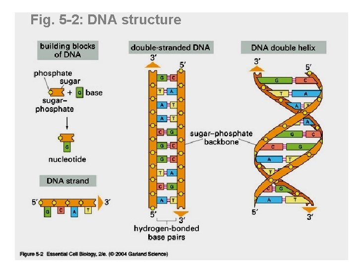 Fig. 5 -2: DNA structure 