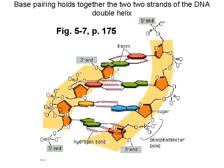 Base pairing holds together the two strands of the DNA double helix Fig. 5