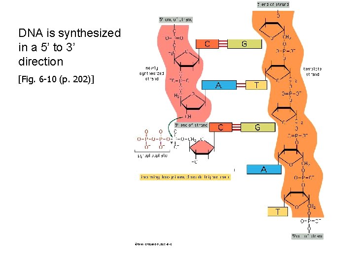 DNA is synthesized in a 5’ to 3’ direction [Fig. 6 -10 (p. 202)]