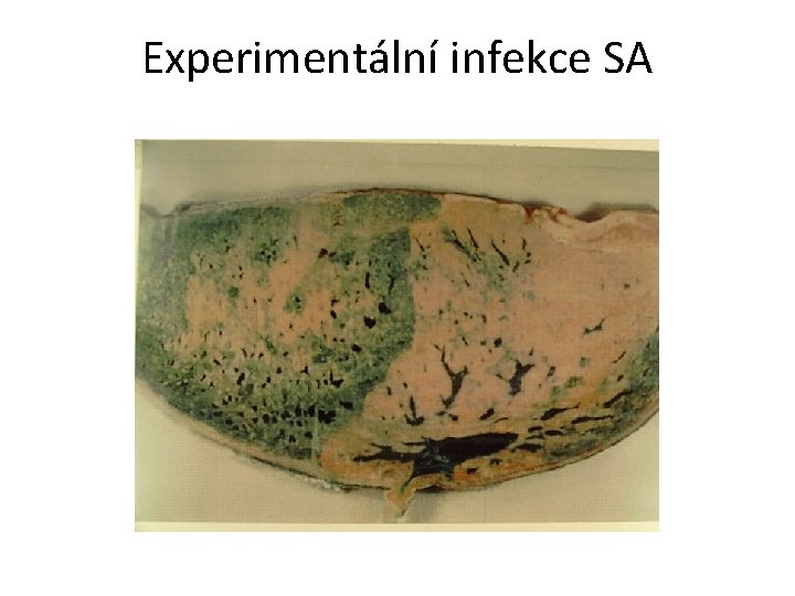 Experimentální infekce SA 