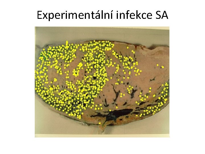 Experimentální infekce SA 