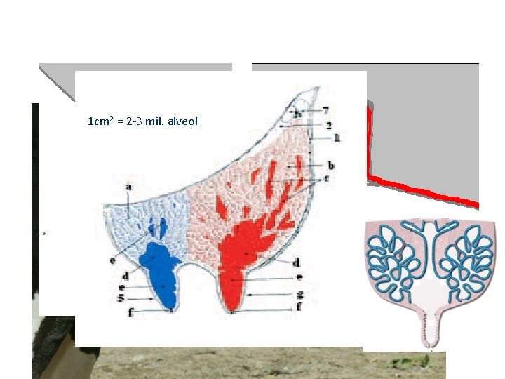 1 cm 2 = 2 -3 mil. alveol 