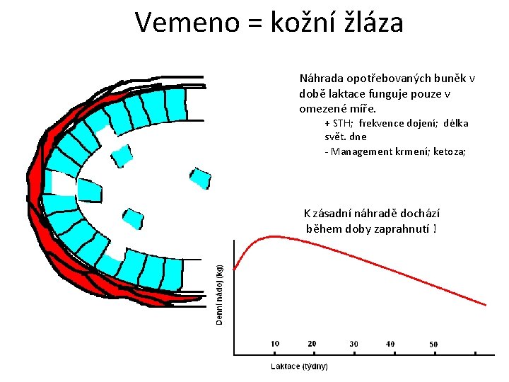 Vemeno = kožní žláza Náhrada opotřebovaných buněk v době laktace funguje pouze v omezené