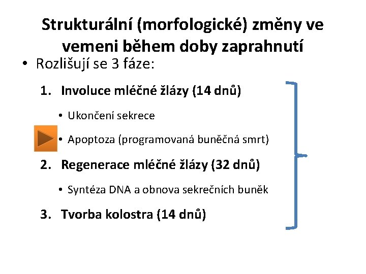 Strukturální (morfologické) změny ve vemeni během doby zaprahnutí • Rozlišují se 3 fáze: 1.