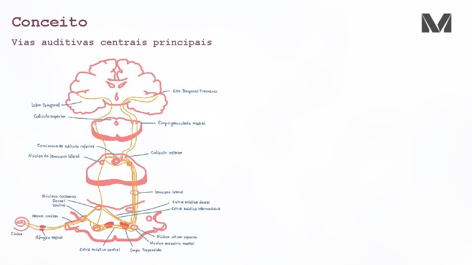 Conceito Vias auditivas centrais principais 