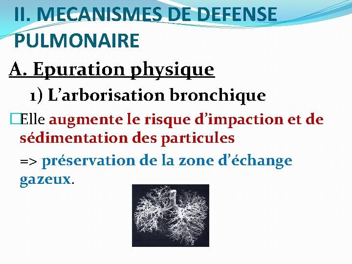 II. MECANISMES DE DEFENSE PULMONAIRE A. Epuration physique 1) L’arborisation bronchique �Elle augmente le