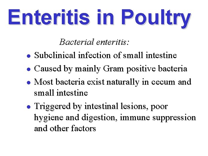 Enteritis in Poultry l l Bacterial enteritis: Subclinical infection of small intestine Caused by