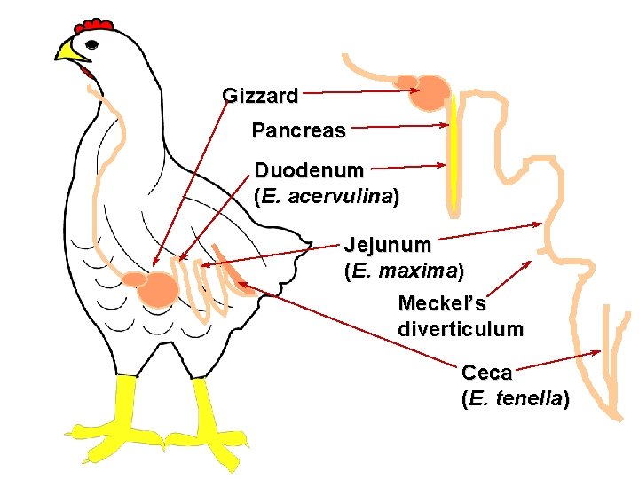 Gizzard Pancreas Duodenum (E. acervulina) Jejunum (E. maxima) Meckel’s diverticulum Ceca (E. tenella) 