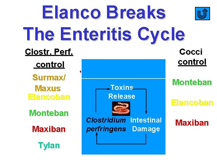 Elanco Breaks The Enteritis Cycle Clostr. Perf. control Surmax/ Maxus Elancoban Monteban Maxiban Tylan