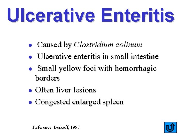 Ulcerative Enteritis l l l Caused by Clostridium colinum Ulcerative enteritis in small intestine