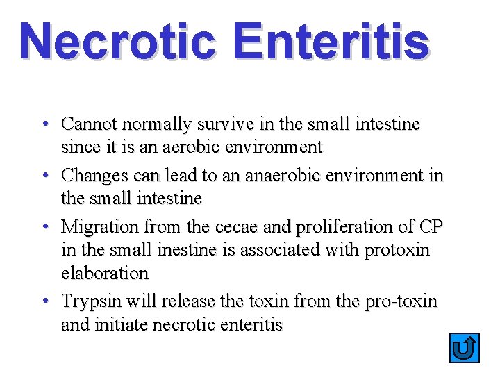 Necrotic Enteritis • Cannot normally survive in the small intestine since it is an