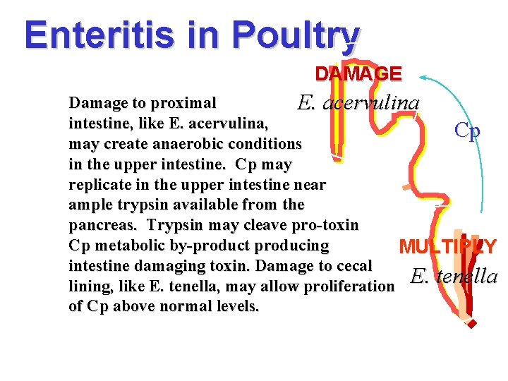 Enteritis in Poultry DAMAGE Damage to proximal E. acervulina intestine, like E. acervulina, Cp