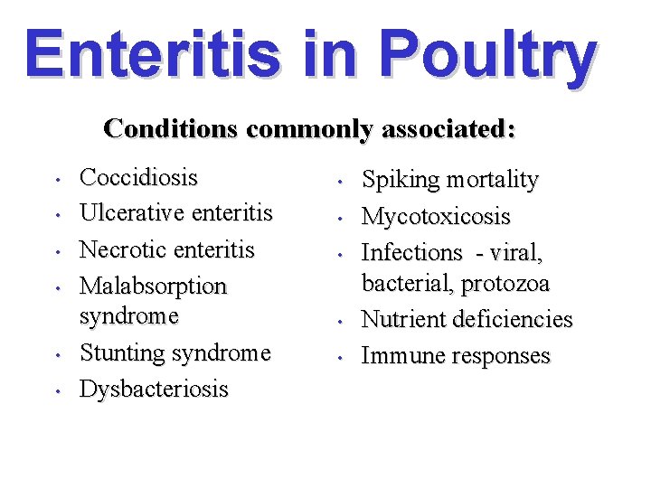 Enteritis in Poultry Conditions commonly associated: • • • Coccidiosis Ulcerative enteritis Necrotic enteritis