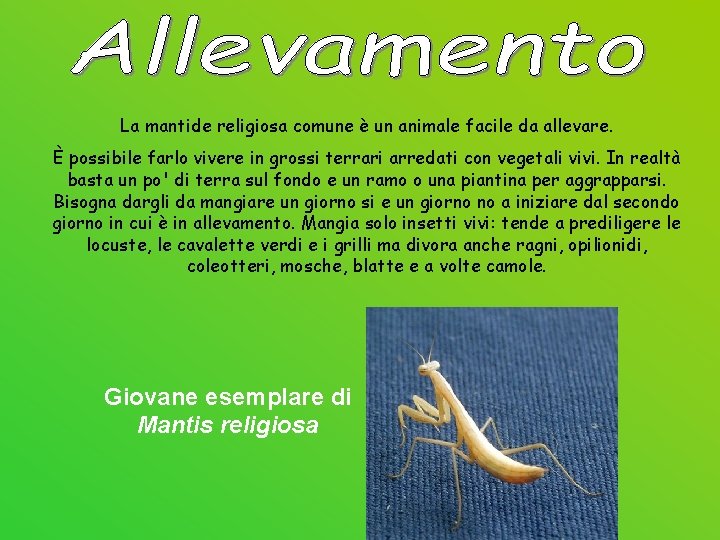 La mantide religiosa comune è un animale facile da allevare. È possibile farlo vivere