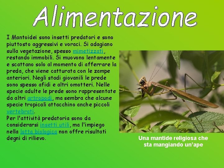 I Mantoidei sono insetti predatori e sono piuttosto aggressivi e voraci. Si adagiano sulla