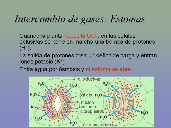 Intercambio de gases: Estomas • • • Cuando la planta necesita CO 2, en