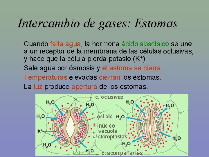 Intercambio de gases: Estomas • • Cuando falta agua, la hormona ácido abscísico se