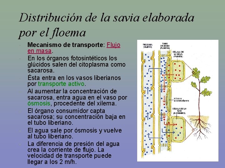 Distribución de la savia elaborada por el floema • • Mecanismo de transporte: Flujo