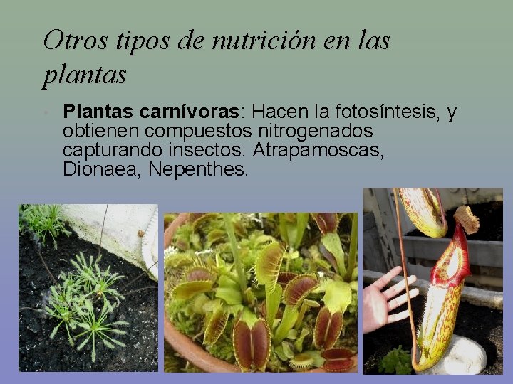 Otros tipos de nutrición en las plantas • Plantas carnívoras: Hacen la fotosíntesis, y