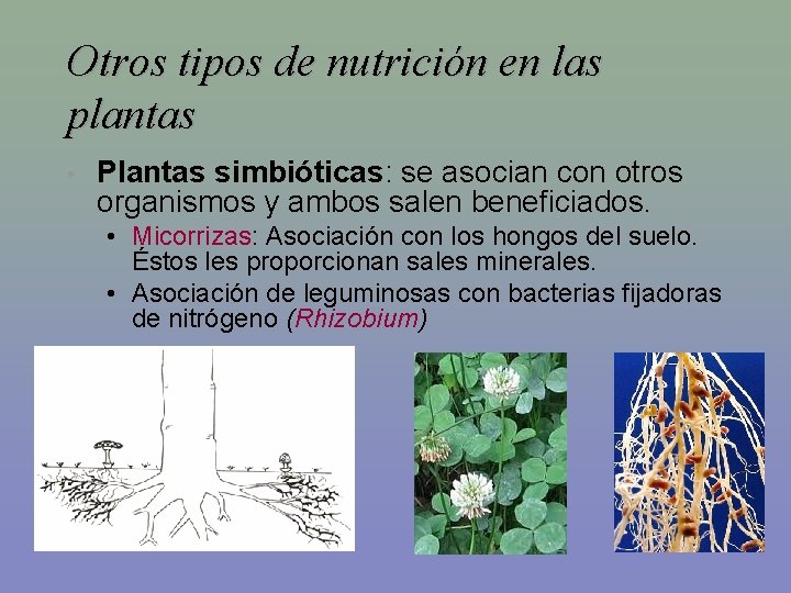 Otros tipos de nutrición en las plantas • Plantas simbióticas: se asocian con otros