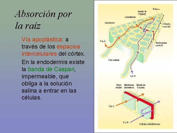 Absorción por la raíz • • Vía apoplástica: a través de los espacios intercelulares