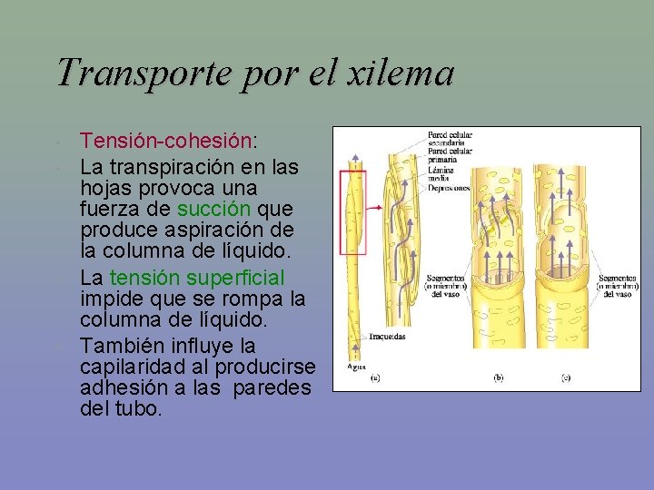 Transporte por el xilema • • Tensión-cohesión: La transpiración en las hojas provoca una