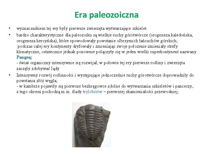 Era paleozoiczna • • • wyznacznikiem tej ery były pierwsze zwierzęta wytwarzające szkielet. bardzo