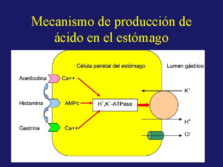 Mecanismo de producción de ácido en el estómago 