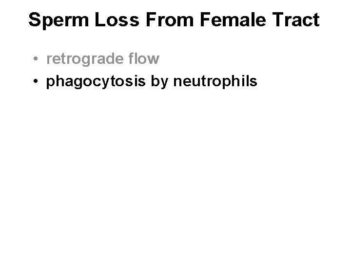 Sperm Loss From Female Tract • retrograde flow • phagocytosis by neutrophils 