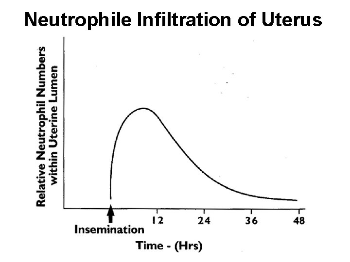 Neutrophile Infiltration of Uterus 