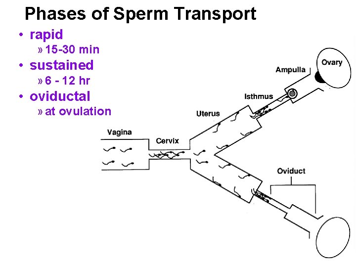 Phases of Sperm Transport • rapid » 15 -30 min • sustained » 6