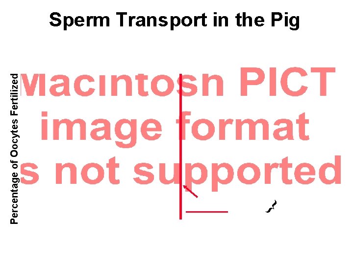 Percentage of Oocytes Fertilized Sperm Transport in the Pig } 