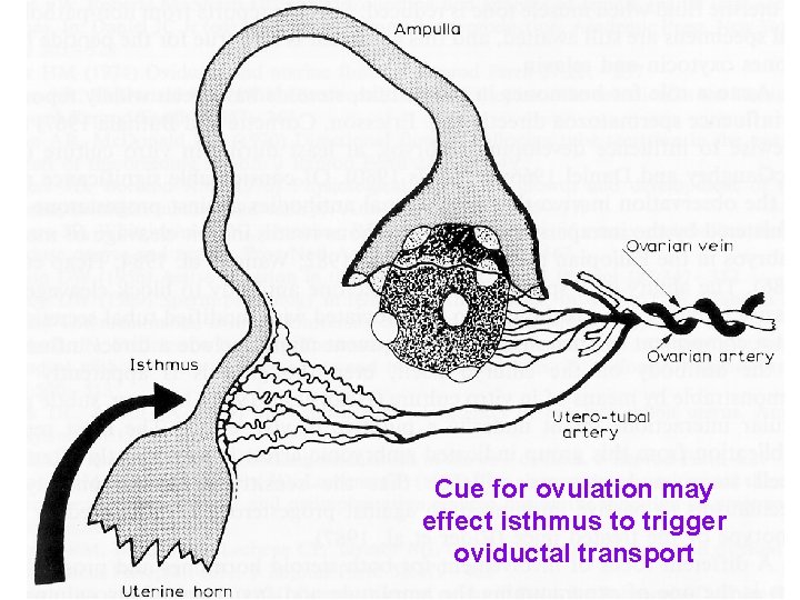 Cue for ovulation may effect isthmus to trigger oviductal transport 