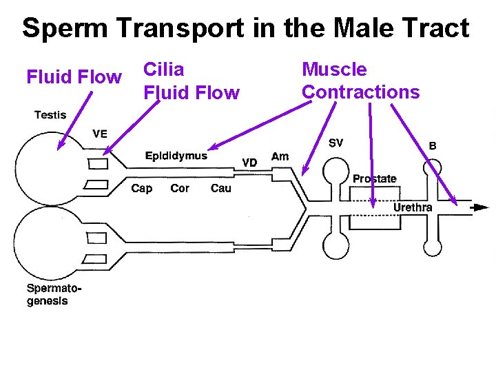 Sperm Transport in the Male Tract Fluid Flow Cilia Fluid Flow Muscle Contractions 