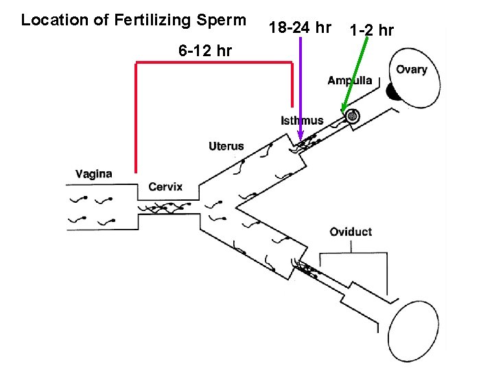 Location of Fertilizing Sperm 6 -12 hr 18 -24 hr 1 -2 hr 