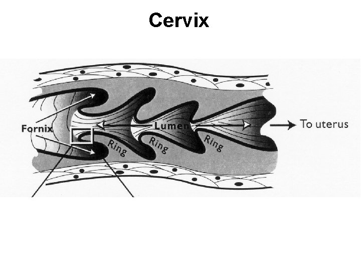 Cervix 