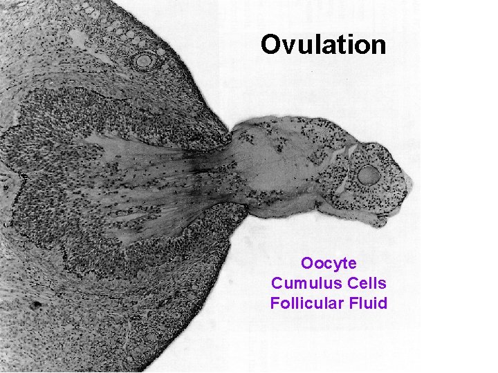 Ovulation Oocyte Cumulus Cells Follicular Fluid 