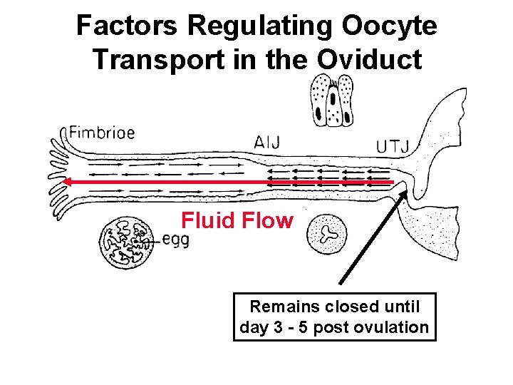 Factors Regulating Oocyte Transport in the Oviduct Fluid Flow Remains closed until day 3