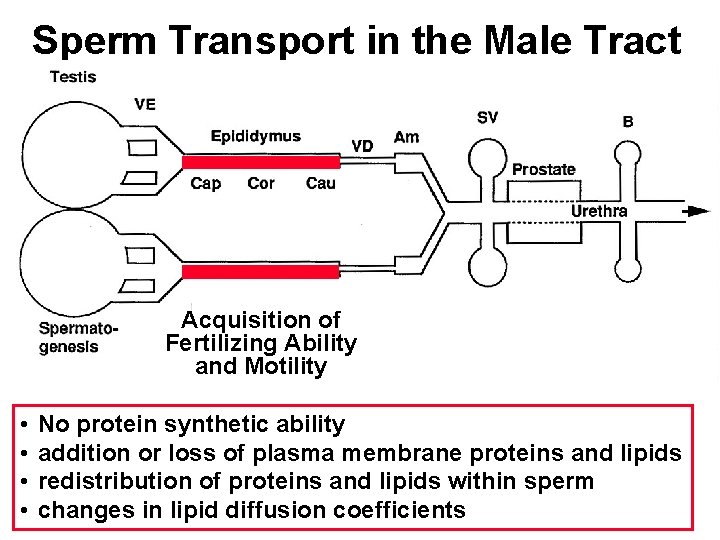 Sperm Transport in the Male Tract Acquisition of Fertilizing Ability and Motility • •