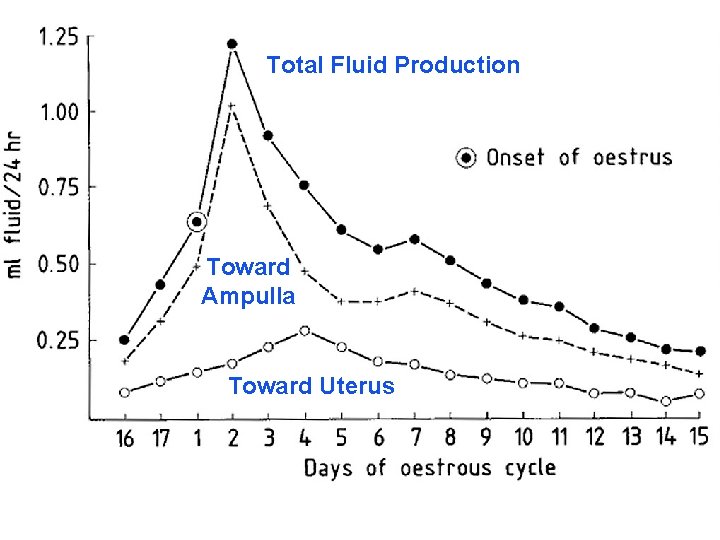 Total Fluid Production Toward Ampulla Toward Uterus 