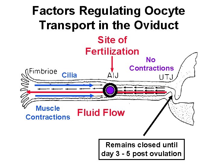 Factors Regulating Oocyte Transport in the Oviduct Site of Fertilization No Contractions Cilia Muscle