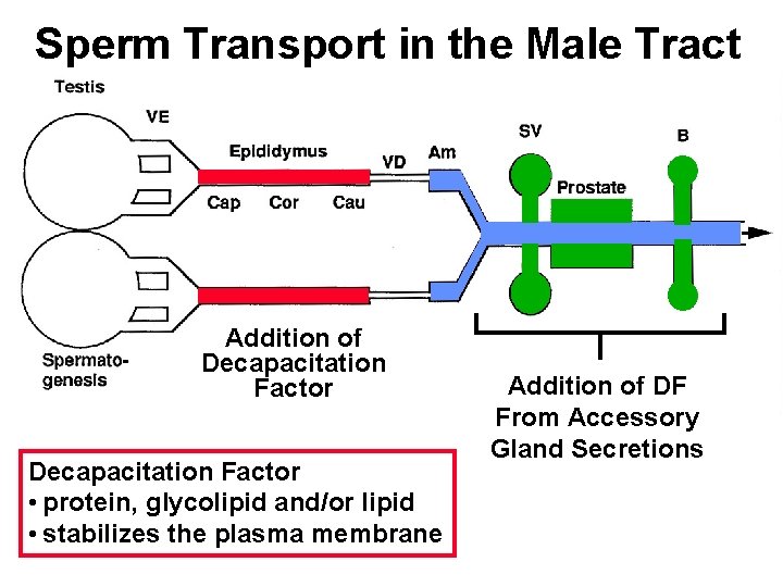 Sperm Transport in the Male Tract Addition of Decapacitation Factor • protein, glycolipid and/or