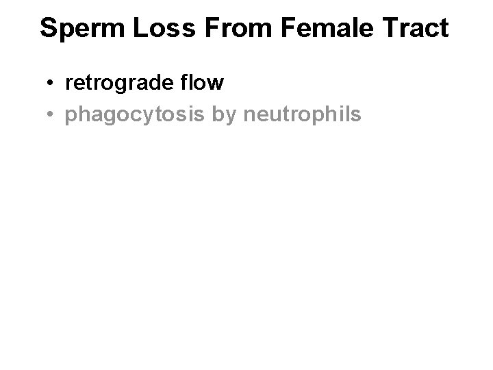 Sperm Loss From Female Tract • retrograde flow • phagocytosis by neutrophils 