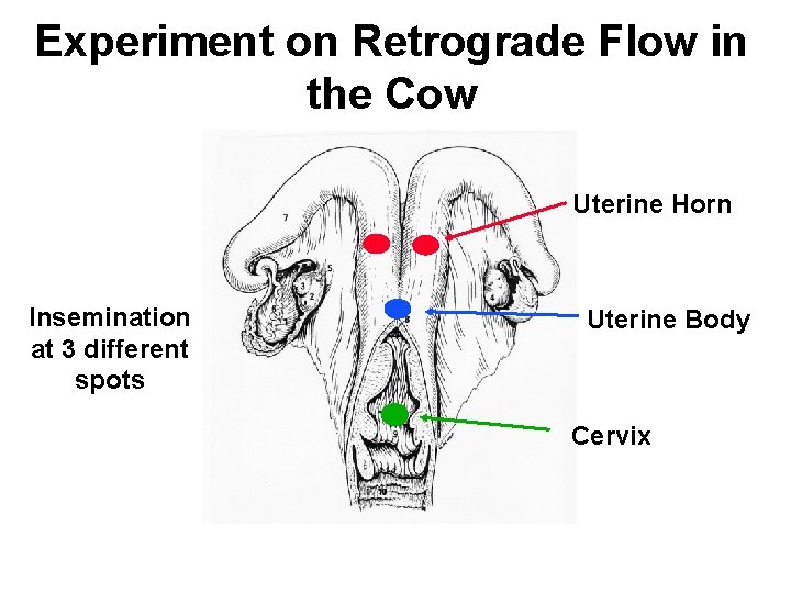 Experiment on Retrograde Flow in the Cow Uterine Horn Insemination at 3 different spots