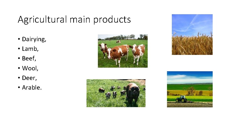 Agricultural main products • Dairying, • Lamb, • Beef, • Wool, • Deer, •