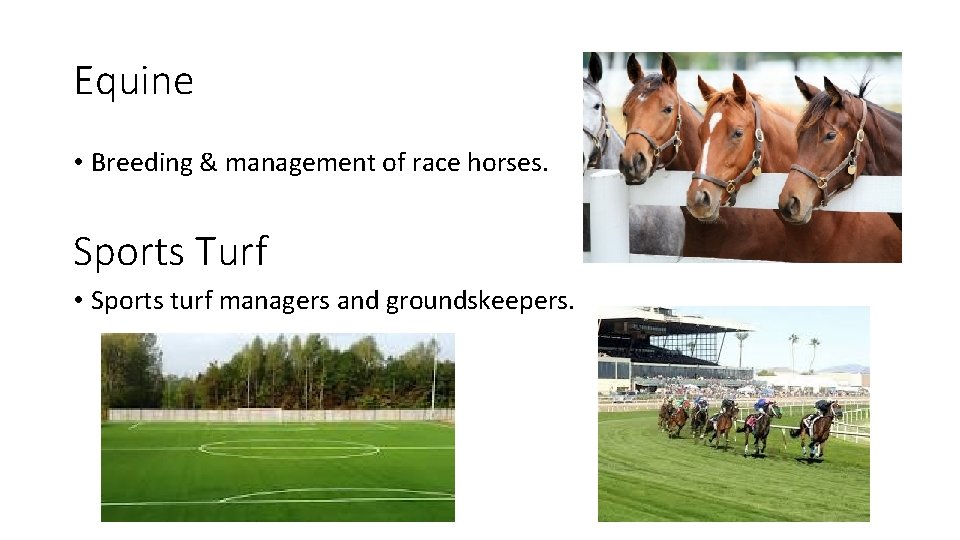 Equine • Breeding & management of race horses. Sports Turf • Sports turf managers